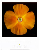 California Poppy