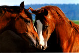 Tenderness