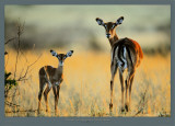 Impala  Mother and Infant