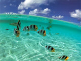 Fish School