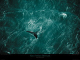 Baleine