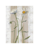 Daisies
