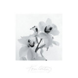 Orchid Spray II