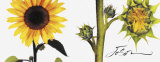 Helianthus