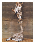 Giraffe  First Kiss