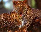 Leopards