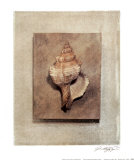Seashell Study III