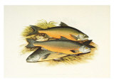 Windermere Charr