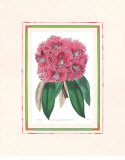 Rhododendron III