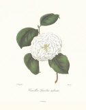 Camellia Spiraliter Imbricata