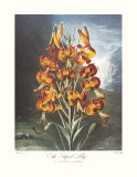 The Superb Lily