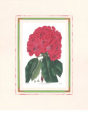 Rhododendron I
