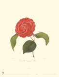 Camellia Campsii Alba