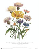 Centaurea Crocadylium