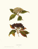 Naked Viburnum