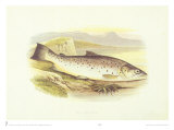 Great Lake Trout