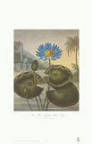 The Blue Egyptian Water-Lily