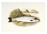 Grilse or Young Salmon