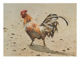 Banty Rooster