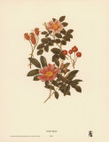 Sweet Briar