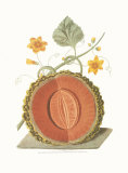 Melon