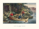 Life in the Woods