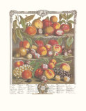Twelve Months of Fruits  1732  August