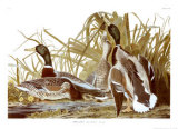 Mallard Duck