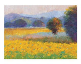 Sunflowers in Provence