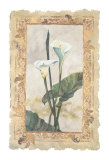 Calla Lily