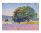 Trees in Provence