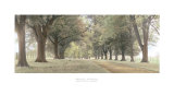 Avenue of Trees