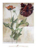 Poet Florals