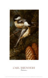 Chickadees