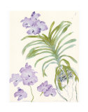Orchid Blue Vanda