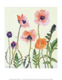 Oriental Poppies