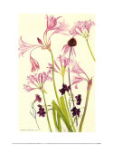 Crinum Nerine and Autumn Flowers
