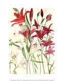 Lilies