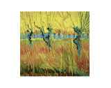 Pollarded Willow and Sunset