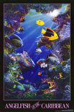 Angelfish of the Caribbean