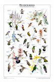 Hummingbirds of US & Canada