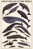 Great Whales of the World