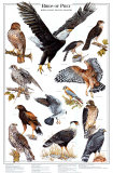 Birds of Prey I