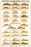 Warmwater Gamefish of North America