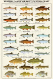 Western Gamefish Identification Chart