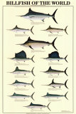 Billfish of the World