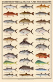 Game Fish of the Saltwater Flats and Shallows