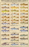 Trout  Salmon & Char of North America II