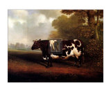 Prize Heifer