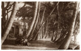 Coconut Lane  Waikiki  Hawaii  1916
